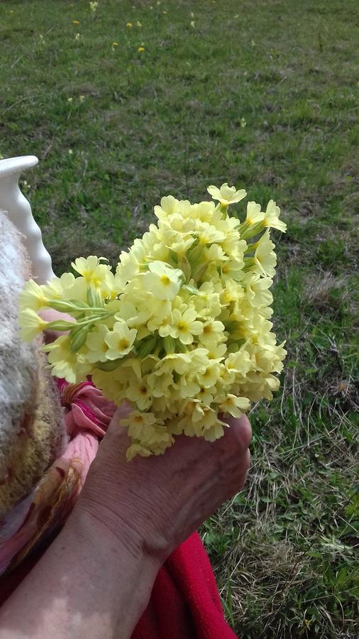 Pensiunea Gentiana 瓦特拉多梅 外观 照片